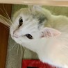 【1/25⭐️泉大津にて譲渡会】参加猫ハクくん サムネイル2
