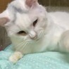 【1/25⭐️泉大津にて譲渡会】参加猫ハクくん サムネイル4