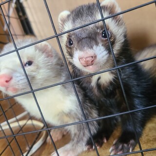 里親決定!!フェレット男の子２匹