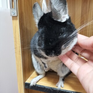 チンチラ　ブラックベルベット　１才男の子