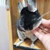 チンチラ　ブラックベルベット　１才男の子 サムネイル1