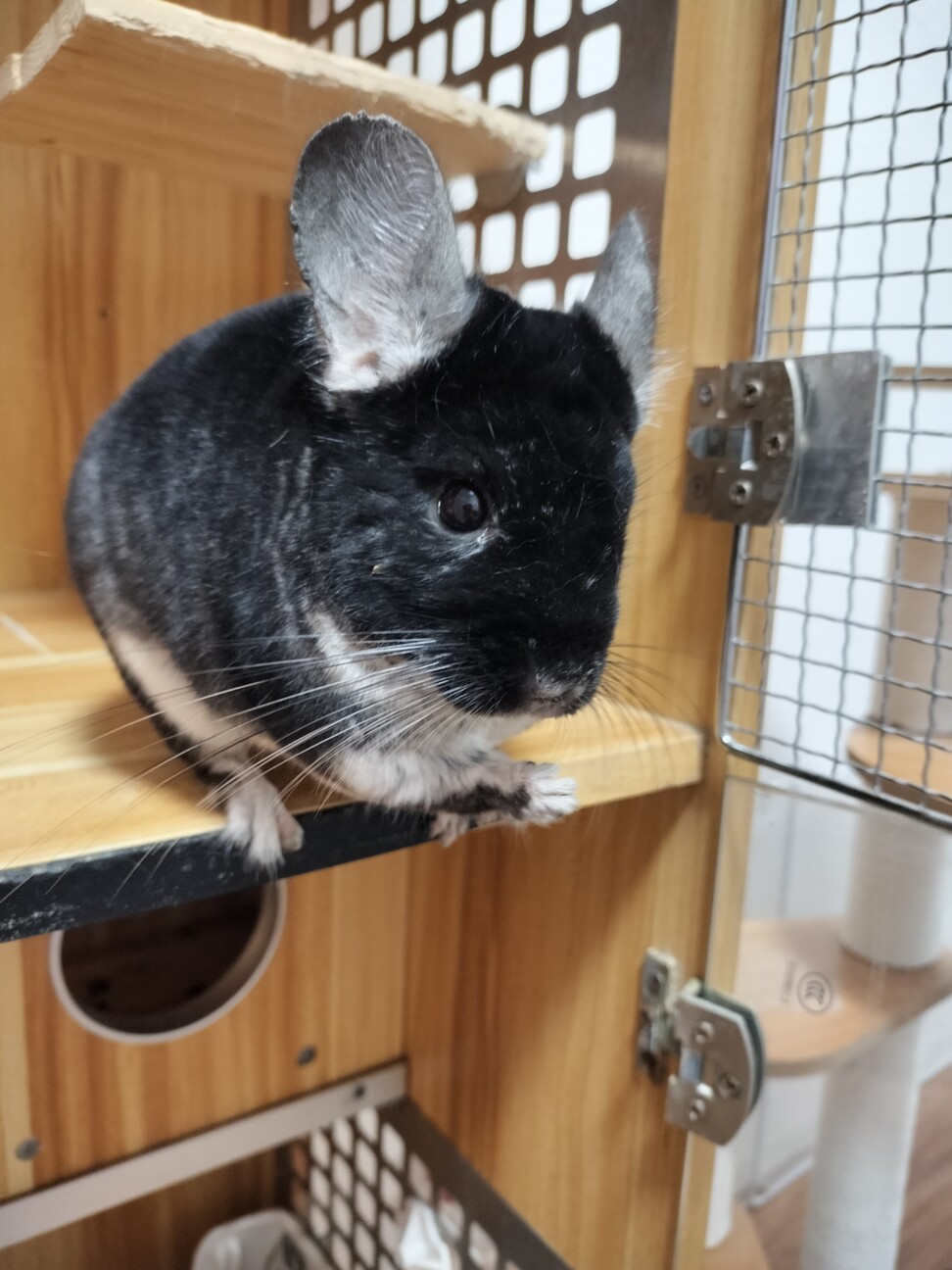 チンチラ　ブラックベルベット　１才男の子 サムネイル2