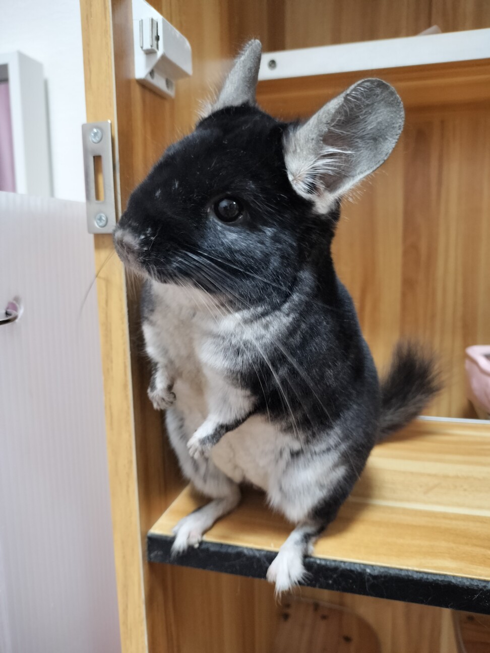 【3717】ハイルーフ棚【チンチラブラック】 チンチラ ブラックベルベ」愛知県 - 小動物の里親募集(527874) 3枚