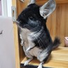 チンチラ　ブラックベルベット　１才男の子 サムネイル3