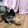 チンチラ　ブラックベルベット　１才男の子 サムネイル4