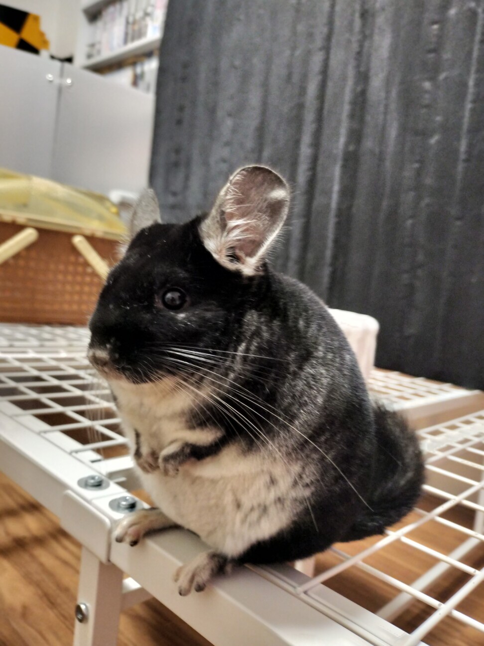 チンチラ ブラックベルベ」愛知県 - 小動物の里親募集(527874) 5枚
