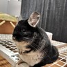 チンチラ　ブラックベルベット　１才男の子 サムネイル5