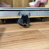 チンチラ　ブラックベルベット　１才男の子 サムネイル6