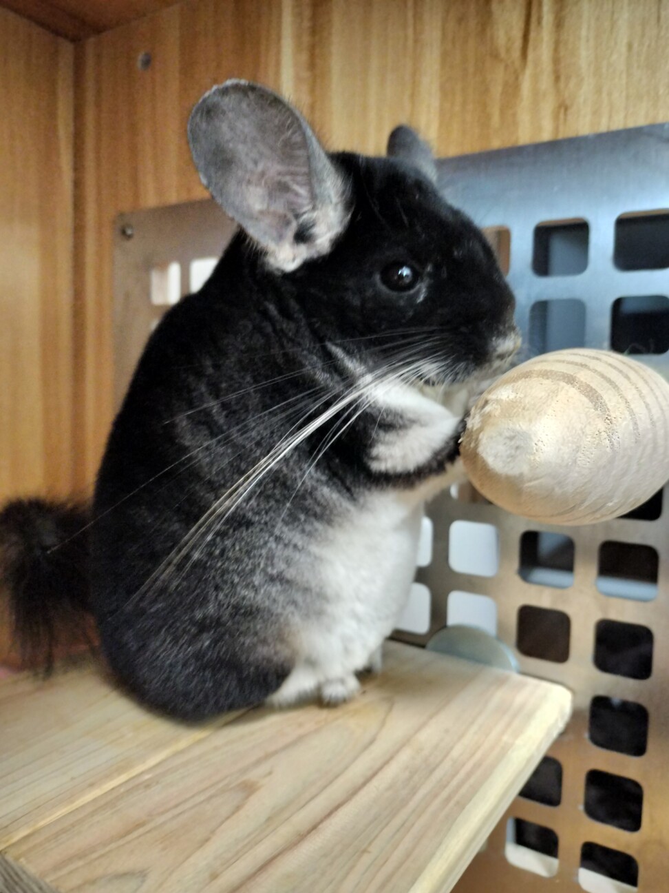 チンチラ　ブラックベルベット　１才男の子 サムネイル7