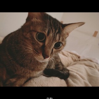 雑種ですがとてもかわいいです！