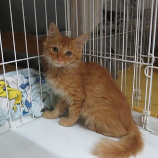 激かわ4兄妹・ビッケ君、2匹一緒に