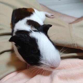 モルモット　家族