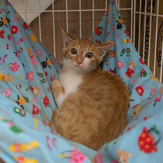 激かわ4兄妹・マリンちゃん、2匹一緒に