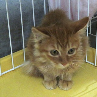 激かわ4兄妹・キャラ君、2匹一緒に