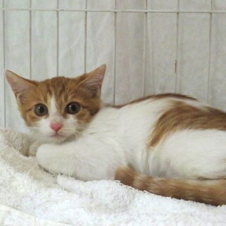 激かわ4兄妹・チャペちゃん、2匹一緒に