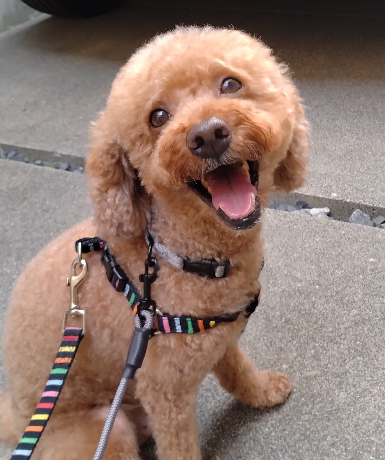 8歳♂お膝大好き甘ったれ」広島県 - 犬の里親募集(527876