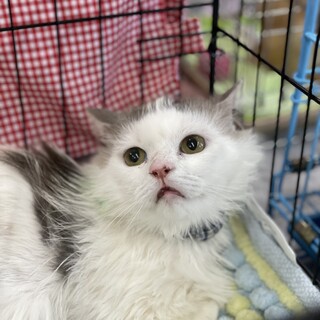 マイペースな長毛猫さん　前足に障害あり