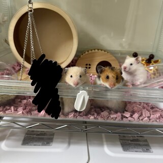 ゴールデンハムスター 生後3ヶ月