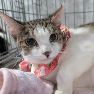 人馴れ抜群⭐︎小顔♡ちぃちゃん1才