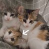 ふわふわの三毛猫ミイちゃん⭐︎三兄妹で保護！ サムネイル2
