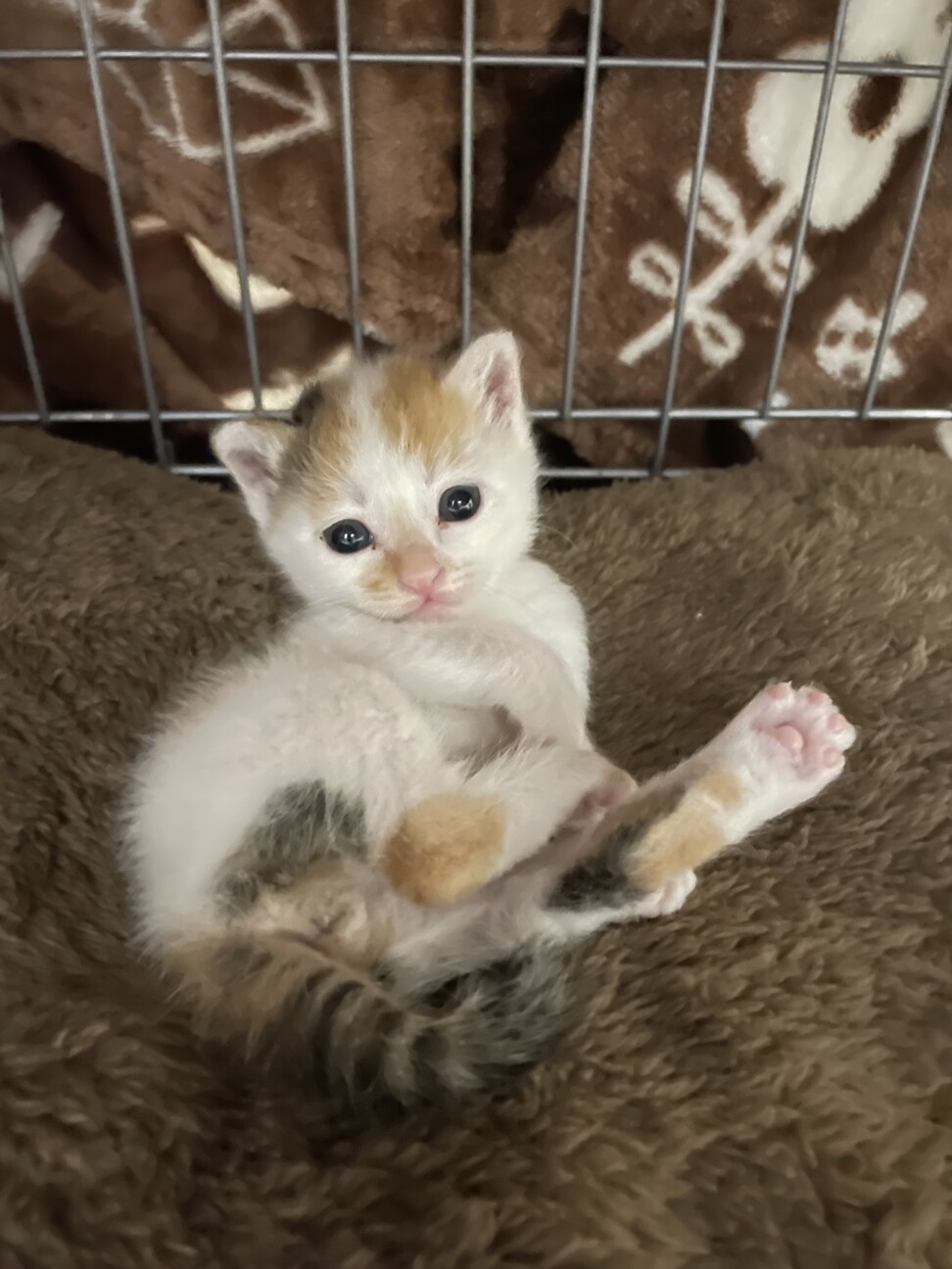 ♡三毛猫♡さん専用 猫]千葉県市川市の里親募集 人馴れOKの三毛猫さん❤️リカちゃん