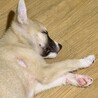 和歌くん　狐カラーの只今チワワサイズ甘えん坊わんこ サムネイル2
