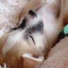 和歌くん　狐カラーの只今チワワサイズ甘えん坊わんこ サムネイル4
