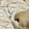 和歌くん　狐カラーの只今チワワサイズ甘えん坊わんこ サムネイル6