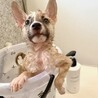 和歌くん　狐カラーの只今チワワサイズ甘えん坊わんこ サムネイル7