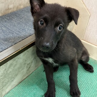 推定生後約2ヶ月のとても幼い子犬　女のコ