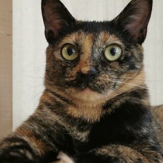 里親決定★サビ猫チョビィちゃん避妊済