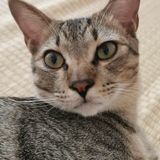 里親決定★甘えん坊マロ君去勢済