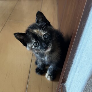 3匹の子猫の里親を募集します。