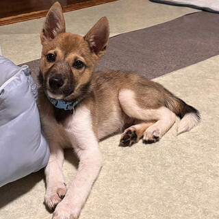 人が大好き甘えん坊のオス子犬