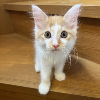 10/19高田馬場★だいずくん★ふわふわ茶白