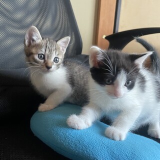 子猫2匹の里親募集（1匹も大丈夫です）