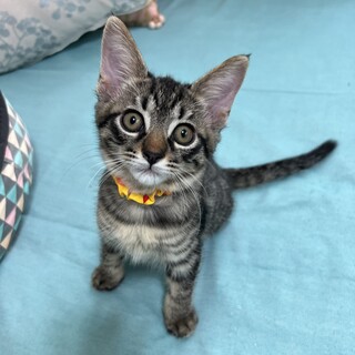 10/19高田馬場★ぽんずくん★もちもちキジトラ