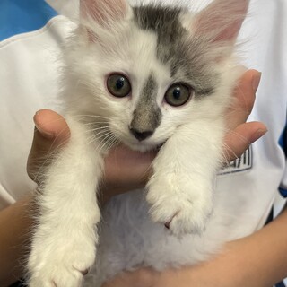 半長毛のマッチです♪