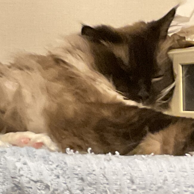 ジルレオのカバー写真