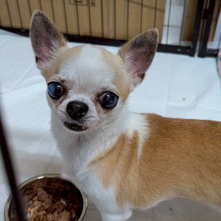 クォーツと一緒に保護したシトリン