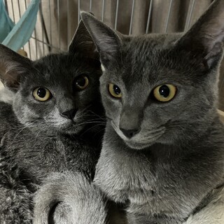 グレーのきょうだい