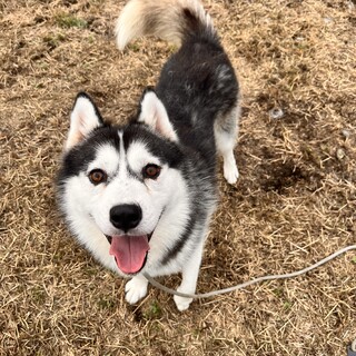 おドジなまもるくん