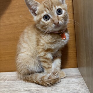 人が大好き！元気いっぱいのチャトラ女子♡