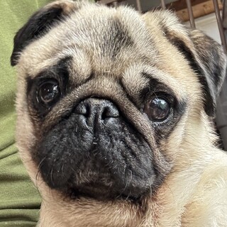 懐っこくて美少女　弱視のパグ「ポンズちゃん」
