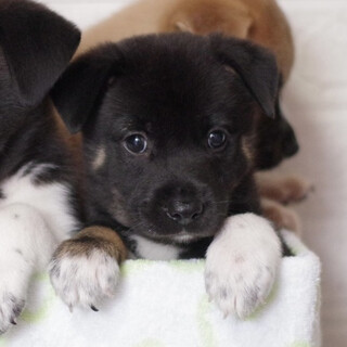 黒っ子兄弟！トライカラーの男の子