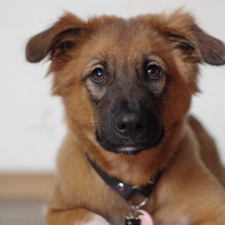 元気いっぱいな甘えん坊