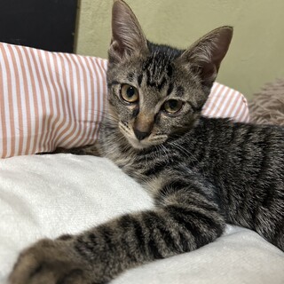 キジ　キキちゃん　女の子　推定3ヶ月