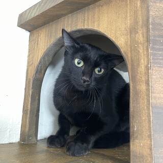 黒猫　ジジちゃん　女の子　推定1歳