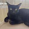 黒猫　ジジちゃん　女の子　推定1歳 サムネイル2