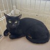 黒猫　ジジちゃん　女の子　推定1歳 サムネイル3